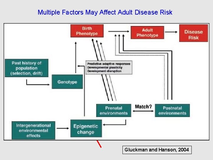 Multiple Factors May Affect Adult Disease Risk Gluckman and Hanson, 2004 