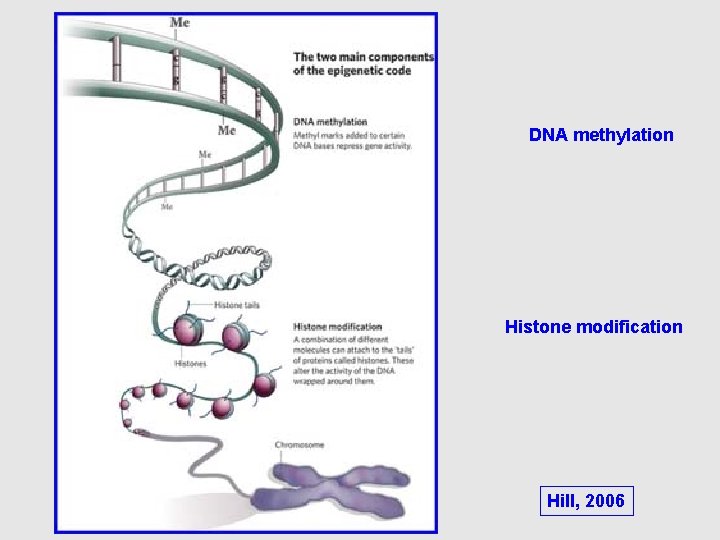 DNA methylation Histone modification Hill, 2006 