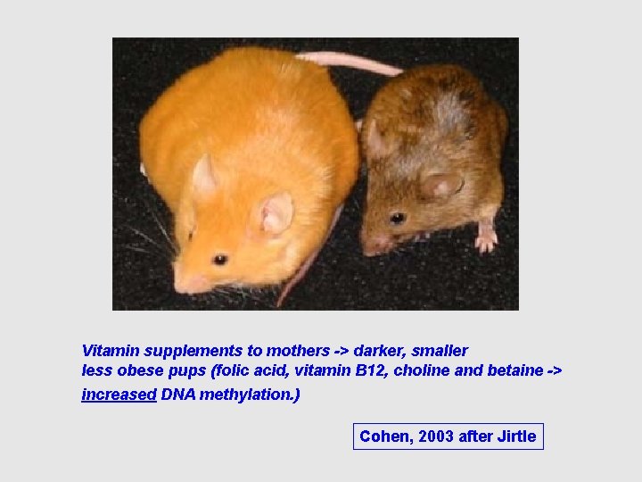 Vitamin supplements to mothers -> darker, smaller less obese pups (folic acid, vitamin B