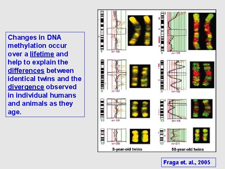 Changes in DNA methylation occur over a lifetime and help to explain the differences