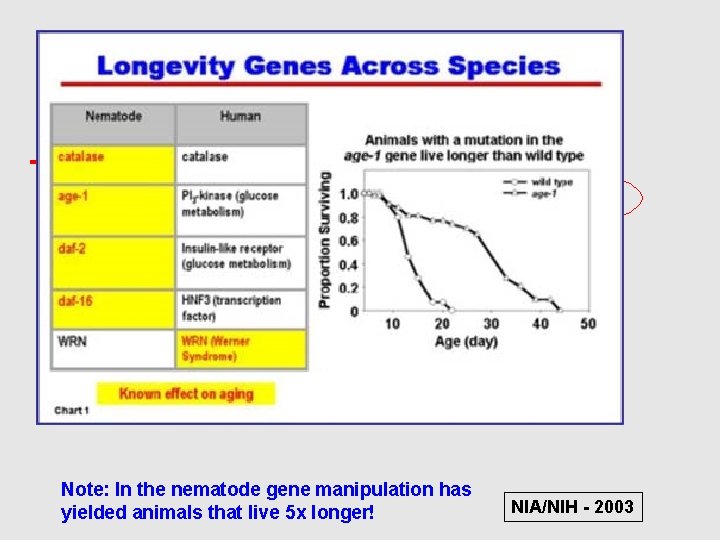 Can single genes affect lifespan? 2 x Note: In the nematode gene manipulation has