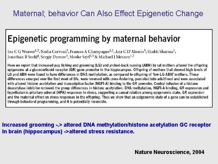 Maternal; behavior Can Also Effect Epigenetic Change Increased grooming -. > altered DNA methylation/histone