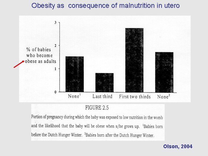 Obesity as consequence of malnutrition in utero Olson, 2004 
