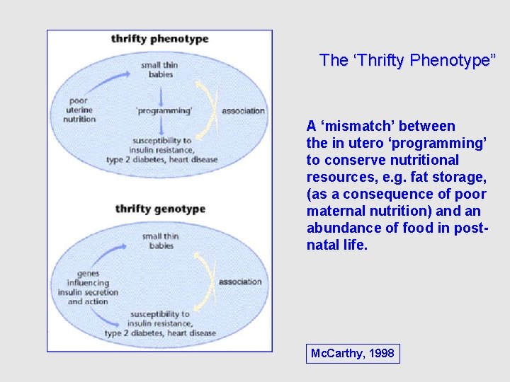 The ‘Thrifty Phenotype” A ‘mismatch’ between the in utero ‘programming’ to conserve nutritional resources,