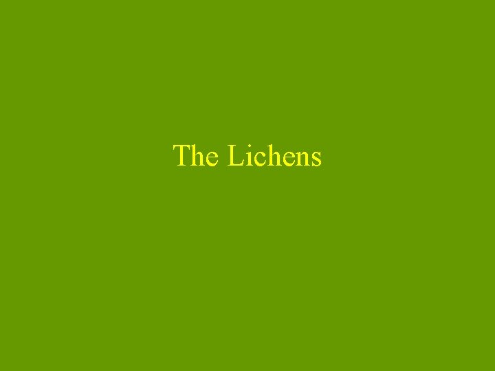 The Lichens 