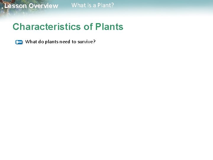 Lesson Overview What is a Plant Lesson Overview