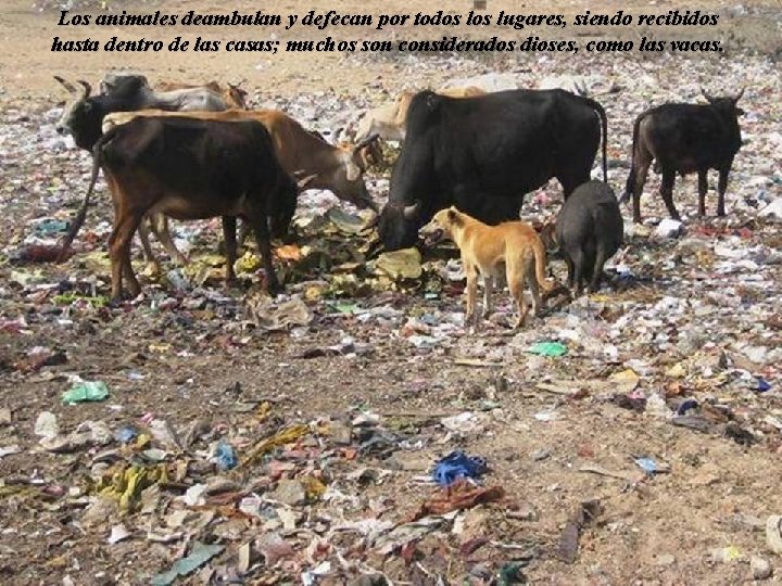 Los animales deambulan y defecan por todos lugares, siendo recibidos hasta dentro de las