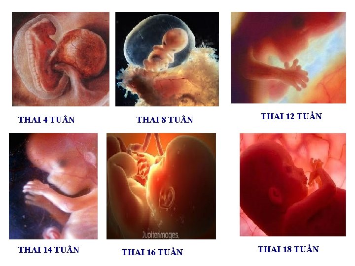 THAI 4 TUẦN THAI 14 TUẦN THAI 8 TUẦN THAI 16 TUẦN THAI 12