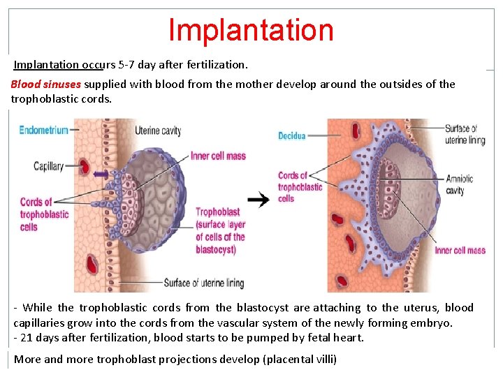 Implantation occurs 5 -7 day after fertilization. Blood sinuses supplied with blood from the Implantation occurs 5 -7 day after fertilization. Blood sinuses supplied with blood from the