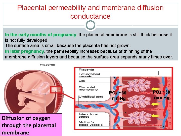 Placental permeability and membrane diffusion conductance In the early months of pregnancy, the placental Placental permeability and membrane diffusion conductance In the early months of pregnancy, the placental