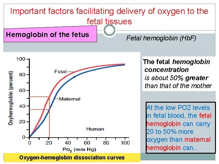 Important factors facilitating delivery of oxygen to the fetal tissues Hemoglobin of the fetus Important factors facilitating delivery of oxygen to the fetal tissues Hemoglobin of the fetus