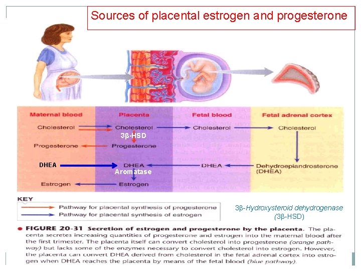 Sources of placental estrogen and progesterone 3β-HSD DHEA Aromatase 3β-Hydroxysteroid dehydrogenase (3β-HSD) Sources of placental estrogen and progesterone 3β-HSD DHEA Aromatase 3β-Hydroxysteroid dehydrogenase (3β-HSD)