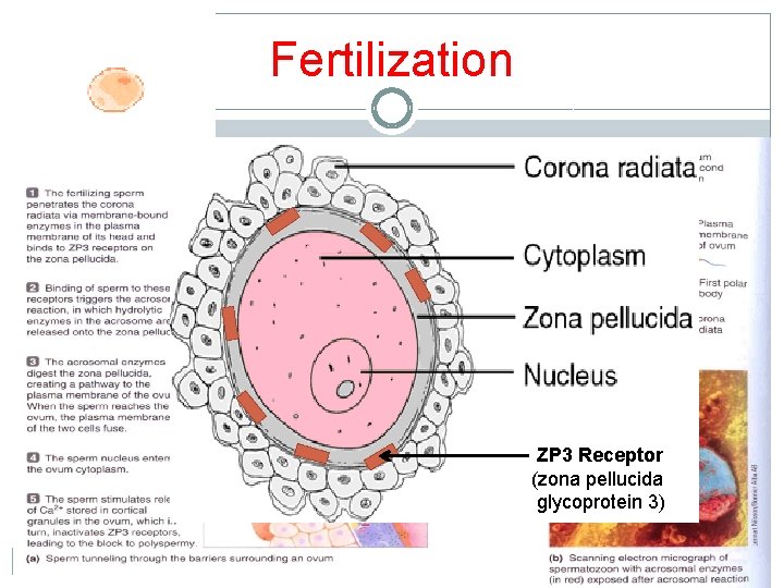 Fertilization ZP 3 Receptor (zona pellucida glycoprotein 3) Fertilization ZP 3 Receptor (zona pellucida glycoprotein 3)