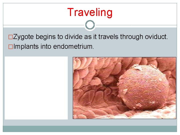 Traveling �Zygote begins to divide as it travels through oviduct. �Implants into endometrium. Traveling �Zygote begins to divide as it travels through oviduct. �Implants into endometrium.