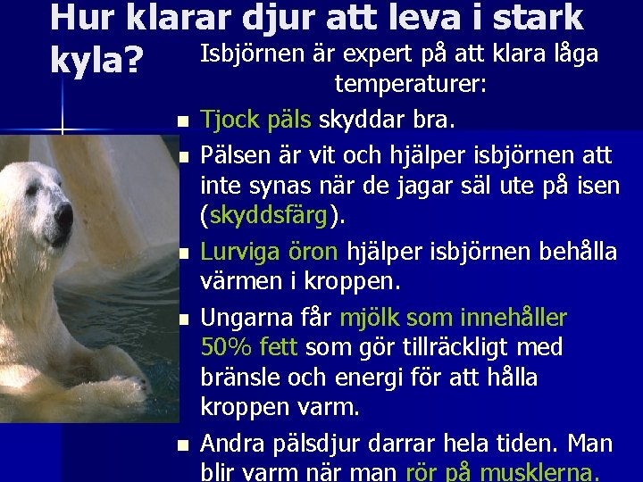 Hur klarar djur att leva i stark Isbjörnen är expert på att klara låga