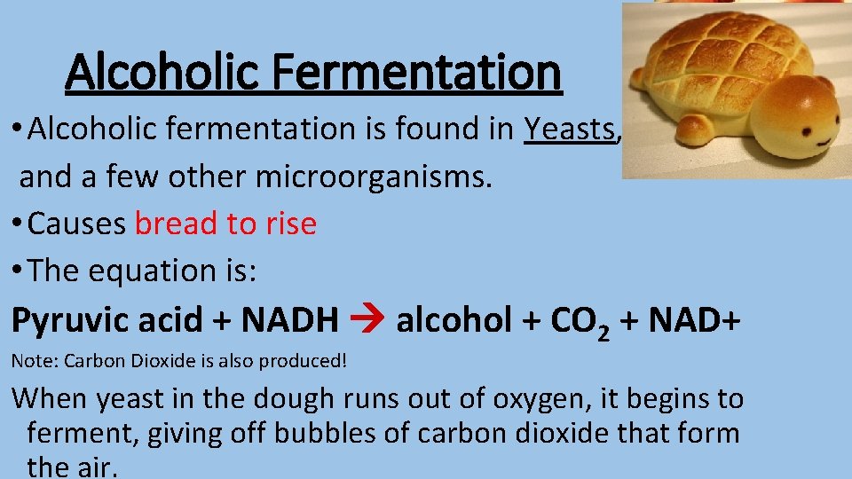 Alcoholic Fermentation • Alcoholic fermentation is found in Yeasts, and a few other microorganisms.
