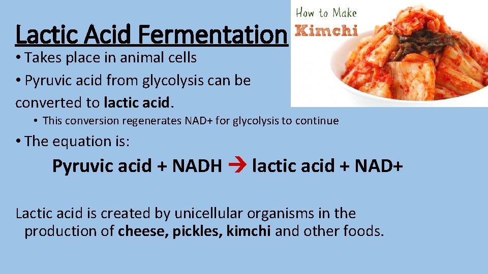 Lactic Acid Fermentation • Takes place in animal cells • Pyruvic acid from glycolysis