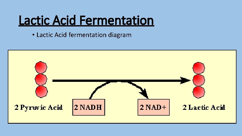 Lactic Acid Fermentation • Lactic Acid fermentation diagram 