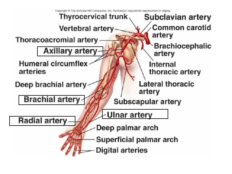 JUGULAR VEIN FUNCTION IN CIRCULATORY SYSTEM visual data 3