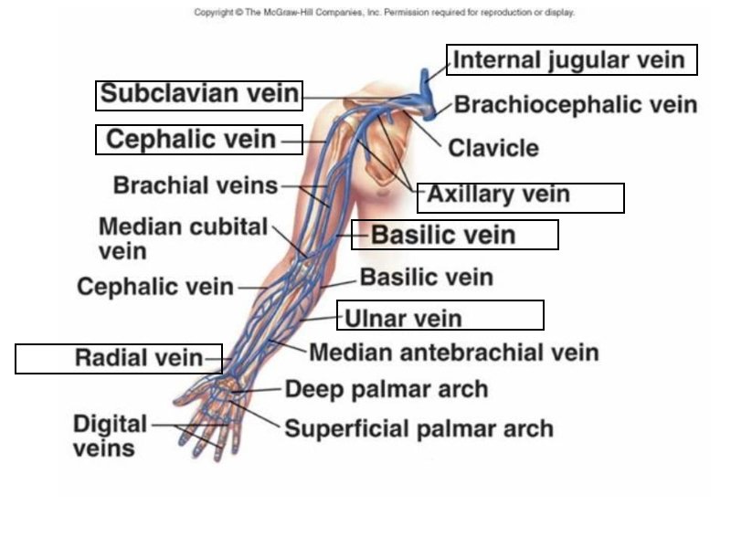 JUGULAR VEIN FUNCTION IN CIRCULATORY SYSTEM visual data 2