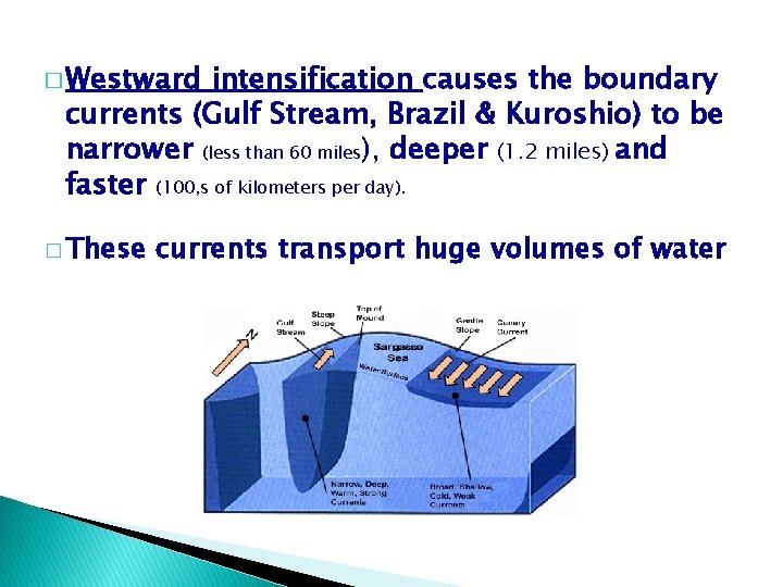 � Westward intensification causes the boundary currents (Gulf Stream, Brazil & Kuroshio) to be