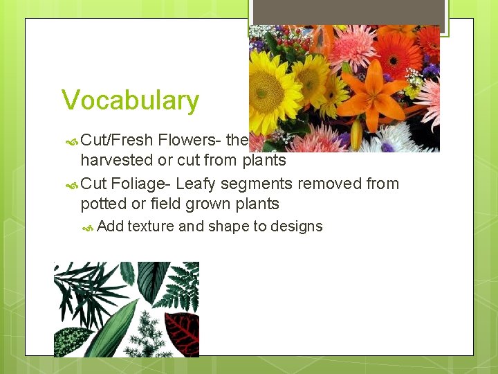 Vocabulary Cut/Fresh Flowers- the flowering portions harvested or cut from plants Cut Foliage- Leafy