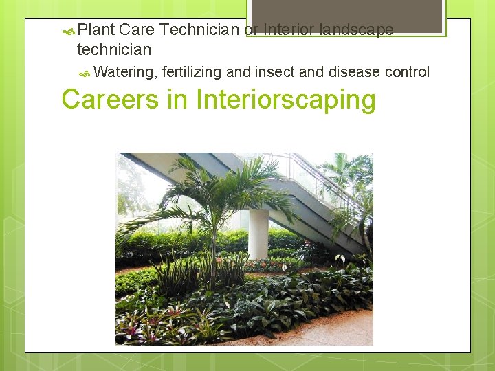  Plant Care Technician or Interior landscape technician Watering, fertilizing and insect and disease