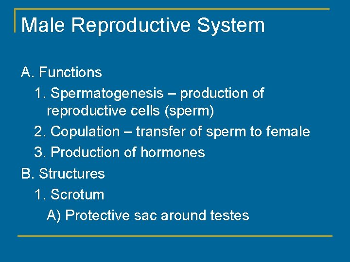 Male Reproductive System A. Functions 1. Spermatogenesis – production of reproductive cells (sperm) 2.