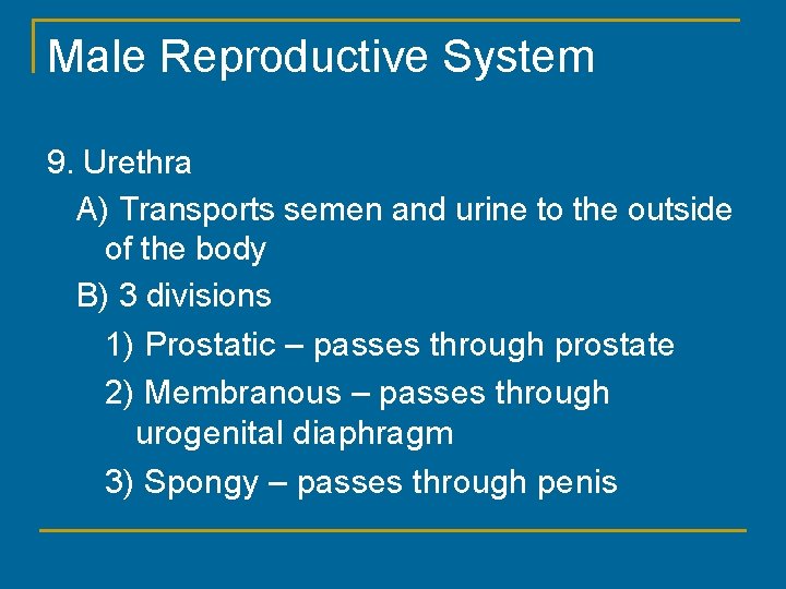 Male Reproductive System 9. Urethra A) Transports semen and urine to the outside of