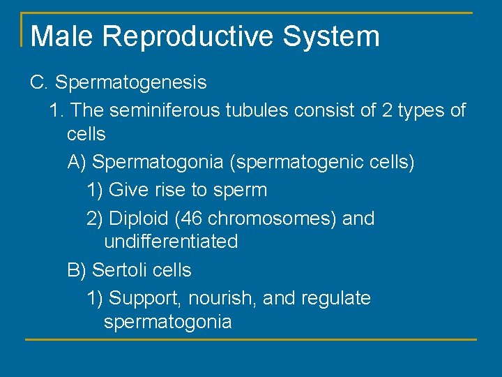 Male Reproductive System C. Spermatogenesis 1. The seminiferous tubules consist of 2 types of