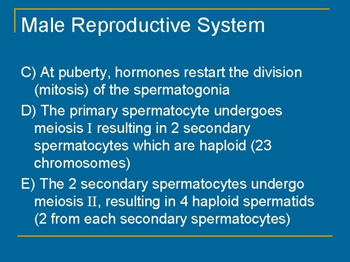 Male Reproductive System C) At puberty, hormones restart the division (mitosis) of the spermatogonia