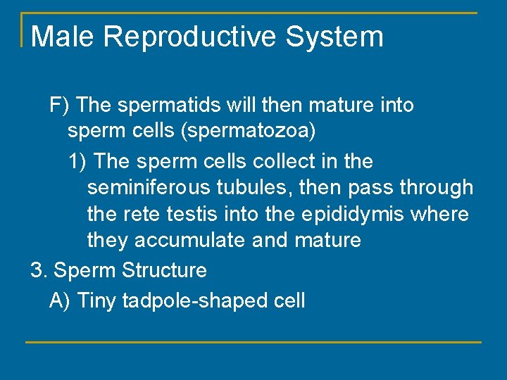 Male Reproductive System F) The spermatids will then mature into sperm cells (spermatozoa) 1)