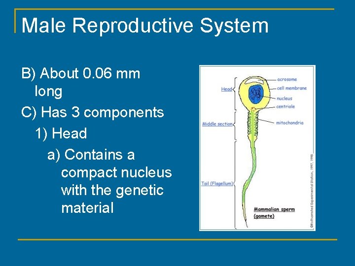 Male Reproductive System B) About 0. 06 mm long C) Has 3 components 1)