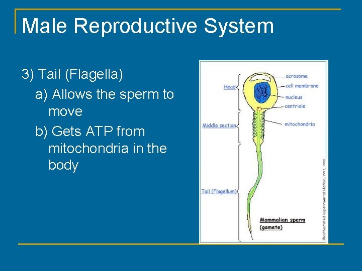 Male Reproductive System 3) Tail (Flagella) a) Allows the sperm to move b) Gets