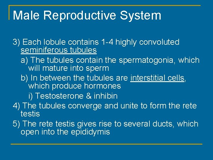 Male Reproductive System 3) Each lobule contains 1 -4 highly convoluted seminiferous tubules a)