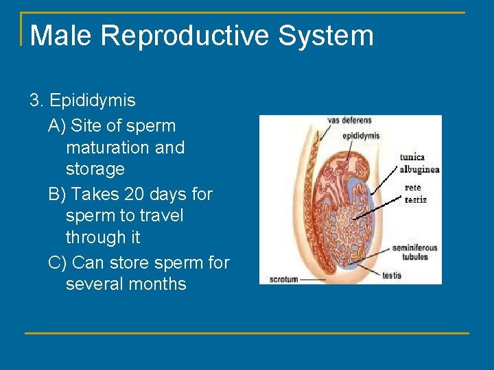 Male Reproductive System 3. Epididymis A) Site of sperm maturation and storage B) Takes