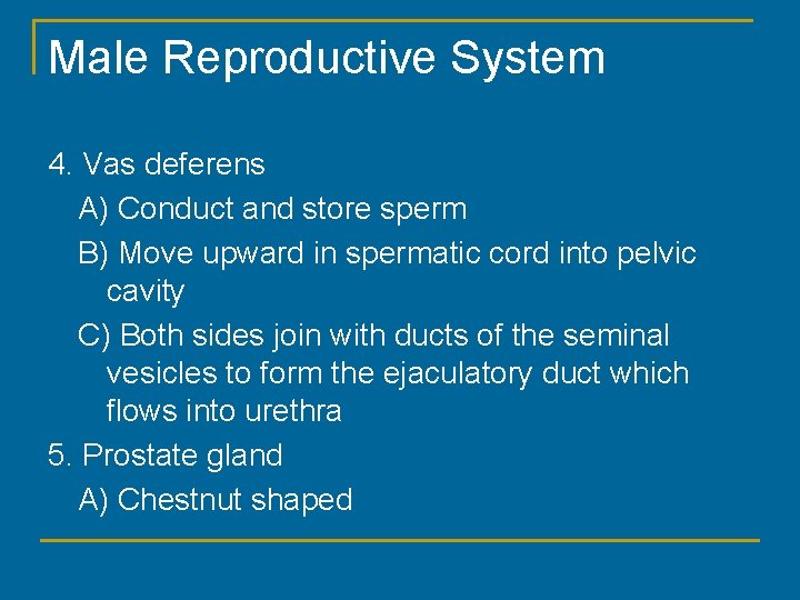 Male Reproductive System 4. Vas deferens A) Conduct and store sperm B) Move upward