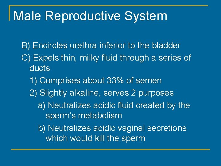 Male Reproductive System B) Encircles urethra inferior to the bladder C) Expels thin, milky