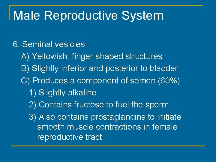 Male Reproductive System 6. Seminal vesicles A) Yellowish, finger-shaped structures B) Slightly inferior and