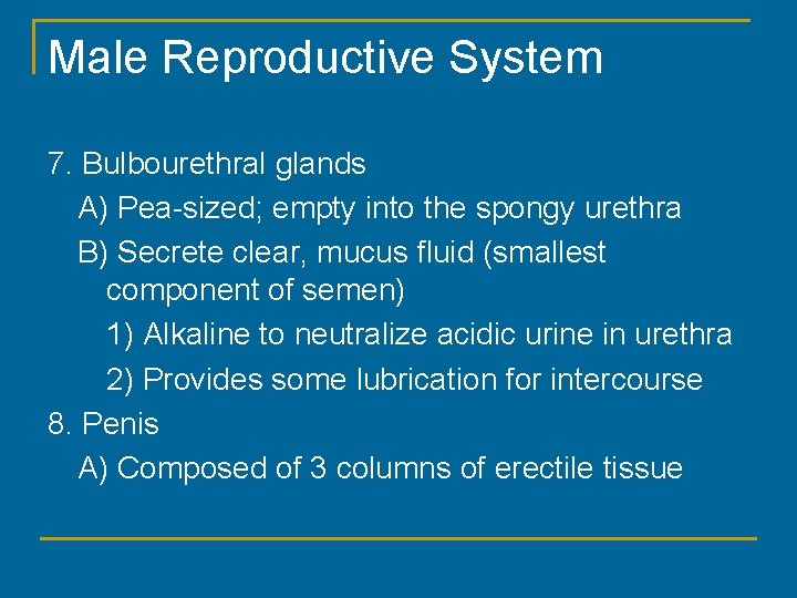 Male Reproductive System 7. Bulbourethral glands A) Pea-sized; empty into the spongy urethra B)