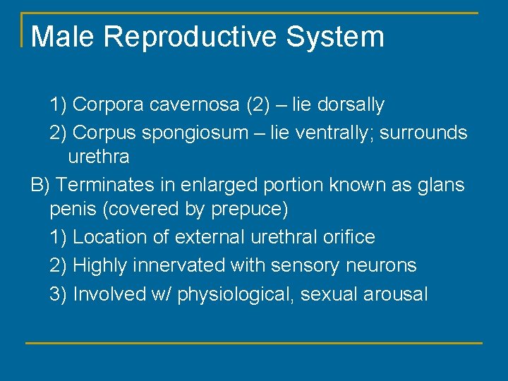 Male Reproductive System 1) Corpora cavernosa (2) – lie dorsally 2) Corpus spongiosum –