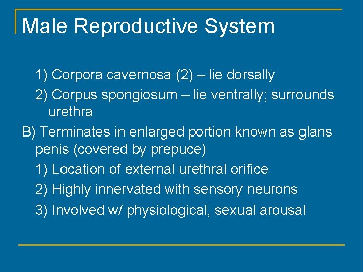 Male Reproductive System 1) Corpora cavernosa (2) – lie dorsally 2) Corpus spongiosum –