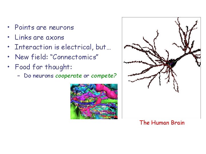 • • • Points are neurons Links are axons Interaction is electrical, but…
