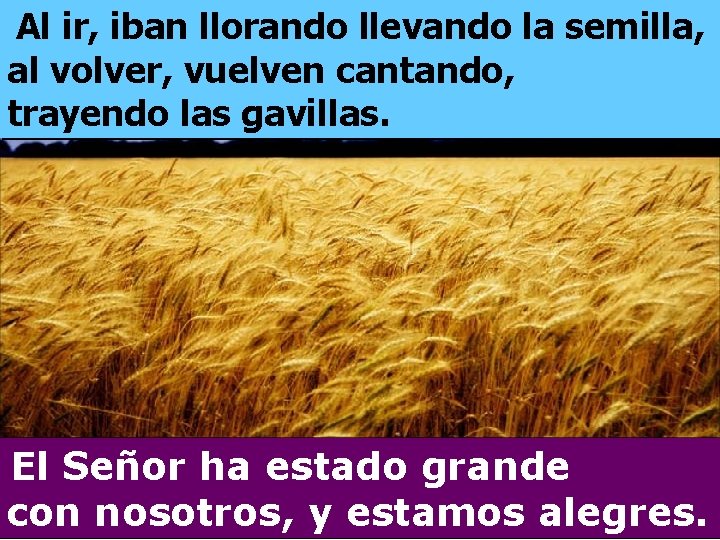 Al ir, iban llorando llevando la semilla, al volver, vuelven cantando, trayendo las gavillas.