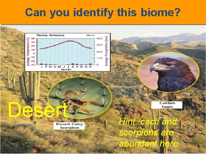 Can you identify this biome? Desert Hint: cacti and scorpions are abundant here. 