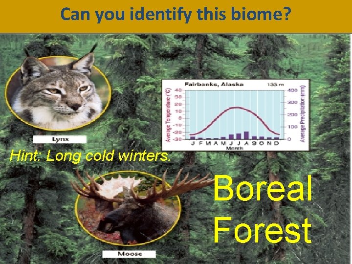 Can you identify this biome? Hint: Long cold winters. Boreal Forest 