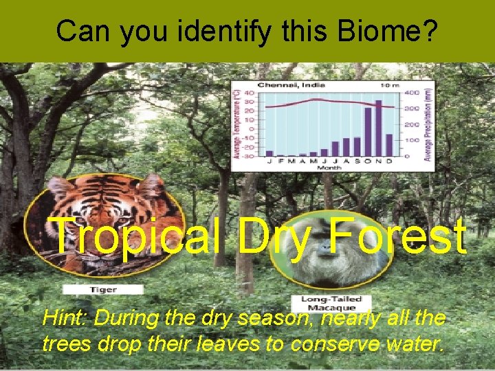 Can you identify this Biome? Tropical Dry Forest Hint: During the dry season, nearly
