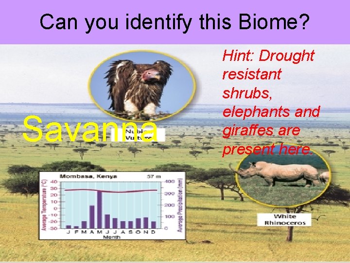 Can you identify this Biome? Savanna Hint: Drought resistant shrubs, elephants and giraffes are