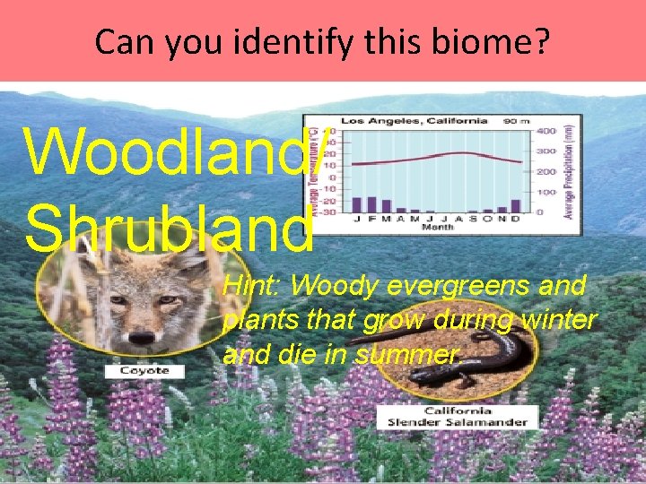 Can you identify this biome? Woodland/ Shrubland Hint: Woody evergreens and plants that grow