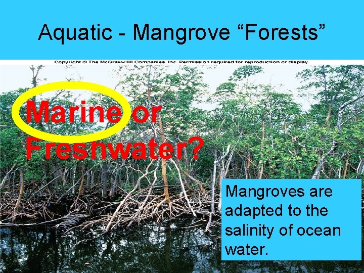 Aquatic - Mangrove “Forests” Marine or Freshwater? Mangroves are adapted to the salinity of